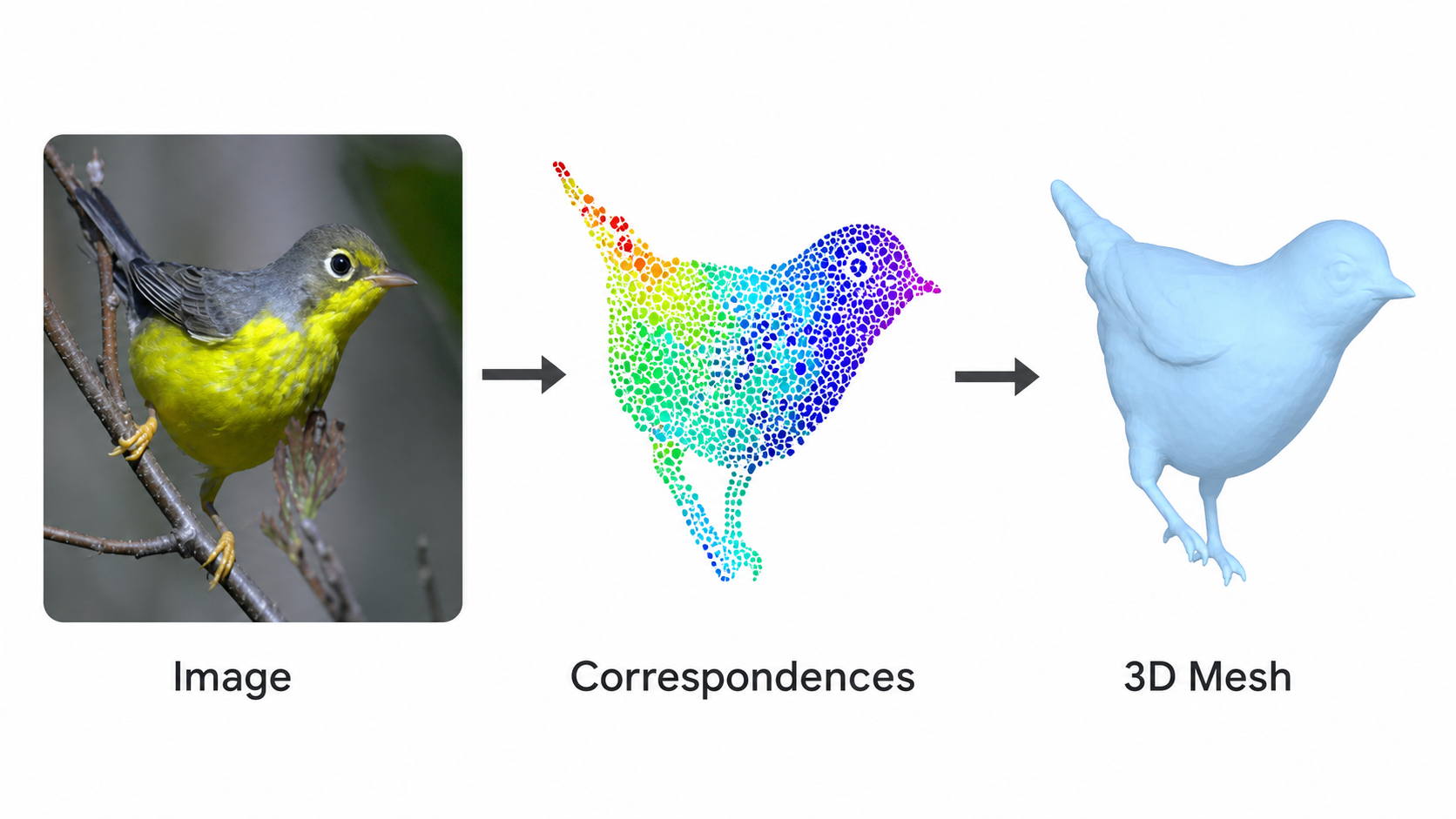 Input bird image, colored correspondences, and reconstructed 3D mesh